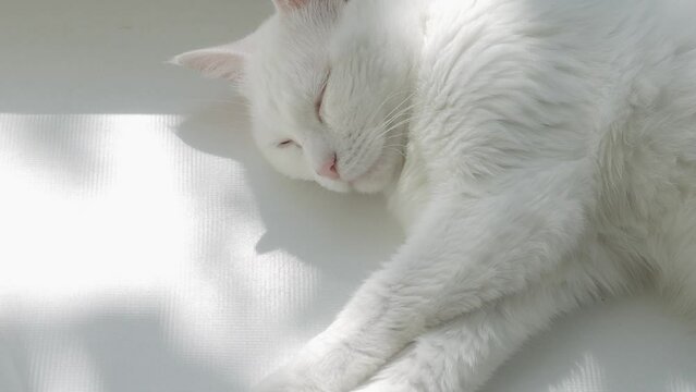 White cat sleeps on white plastic windowsill. Video 4k resolution. Close-up of pet. Concept of serenity and home comfort. Top point of shooting.