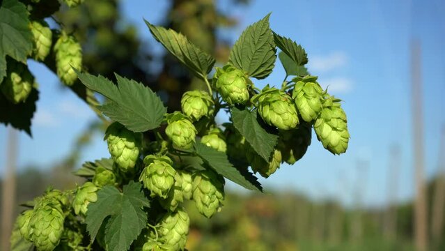 Close-up of ripe hop cones on the field on blue sky background. Twig of hops on the plantation on a sunny day