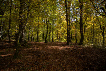 autumn in the forest panorama