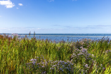 Fototapeta na wymiar Schilfgürtel an der Ostseeküste mit Blumen