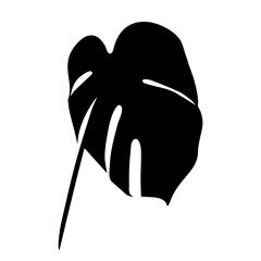 The silhouette of a leaf of Monstera Deliciosa isolated on a white background