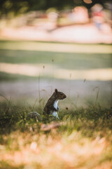 Grey Squirrel in the park