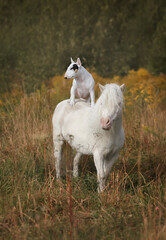 White Pony. A pony and a dog. White horse with a bull terrier dog