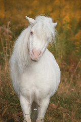 White Pony. A pony and a dog. White horse with a bull terrier dog