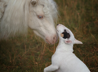 White Pony. A pony and a dog. White horse with a bull terrier dog