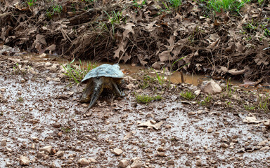 Backside of a common snapping turtle in motion after a rain