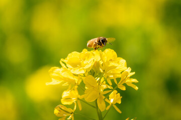 菜の花のはちみつを集めるミツバチ