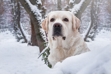 Labrador dog in the winter woods.