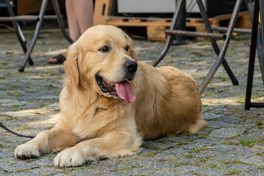 Golden retriever dog with protruding tongue lying on the street