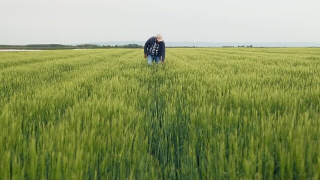 Senior Farmer Walking In Barley Field Examining Crop.