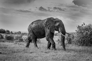 Beautiful shot of an elephant moving through a field in Africa in grayscale