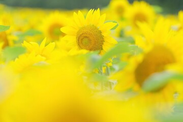 Fototapeta premium 北海道のひまわり畑