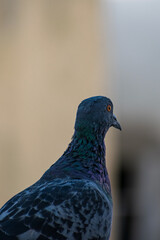 close up of a pigeon