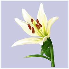 blooming white lily vector