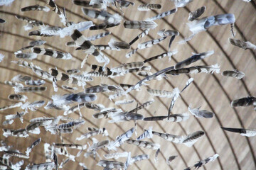 Close up view of feathers hanging in the air