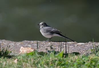 Obraz premium Pajaro