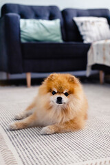 Fluffy orange pomeranian breed dog puppy laying on a carpet floor on a modern apartment background looking at camera waiting for food treat. Happy healthy dog life concept.