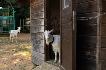 Goat white animal mammal livestock horned agriculture farm rural, for countryside green from farming from looking face, horn eating. Goat spring cheerful,