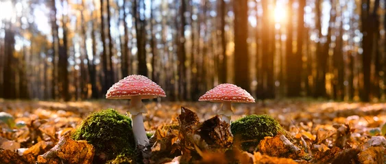 Foto op Canvas amanita muscaria mushrooms in autumn forest, natural bright sunny background. autumn time. Fly agaric, wild poisonous red mushroom in yellow-orange fallen leaves. harvest fungi concept. fall season © Ju_see