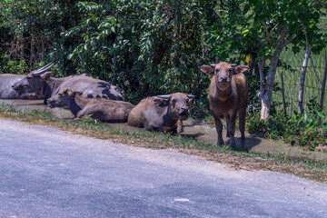 The buffaloes in Southeast Asia are kept for agricultural labor, such as plowing - Powered by Adobe