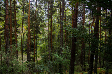 Fototapeta premium Bosque