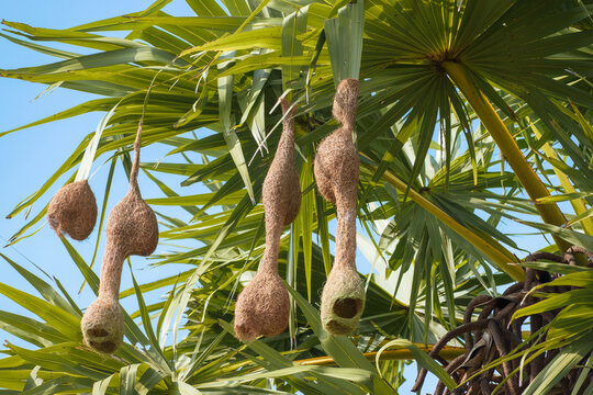 Twin nest of baya weaver bird hanging from palm fronds.
