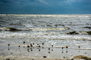 Sea birds looking at the rough waves