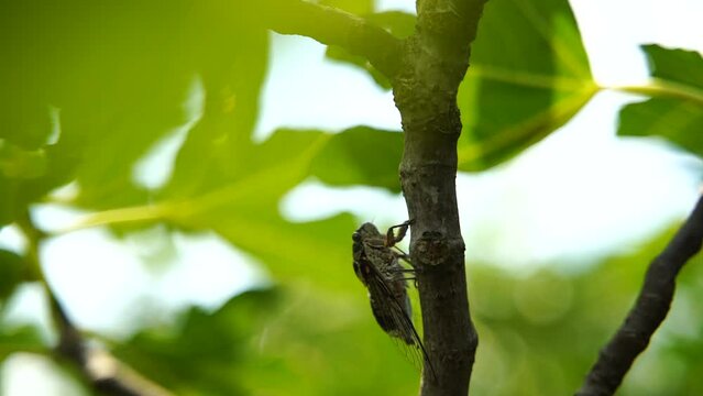 Footage of the intense buzzing of cicadas. The cicada sits on a fig tree. Slow Recording. Cicada Lyristes plebejus.