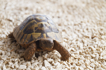 Close up of a turtle on a sandy base
