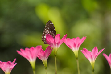 common crow butterfly on a Pink rain lily flower