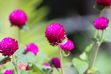 Gomphrena globosa, commonly known as globe amaranth, is an edible plant from the family Amaranthaceae. Within the flowerheads, the true flowers are small and inconspicuous.