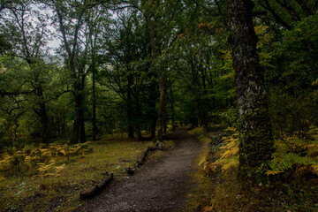 Bosque
