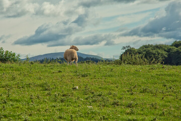 Sheep on meadow