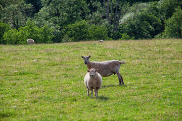 Welsh sheep