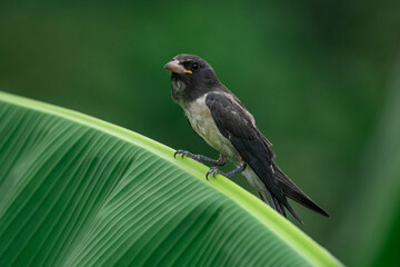 White-breasted wood swallow Artamus leucorynchus or kekep babi on banana tree leaf