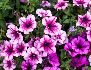 Beautiful petunia plant multicolored blooming flower bud on a natural meadow lawn background photo garden copy space, Summer time season horizontal small grip macro close up shot. Gardening seed