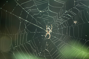 Spider Weaving a Web