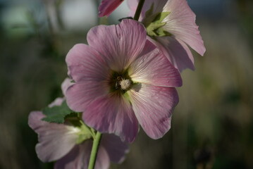 Fototapeta premium natural photographs of living wild flora mallow flowers light pink 