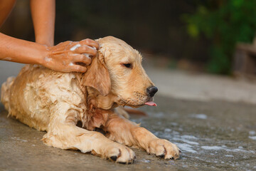 A happy moment for Golden retriever between bathing.