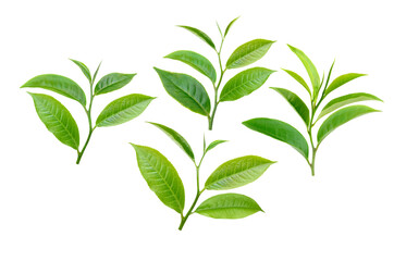 Tea leaves isolated on transparent png
