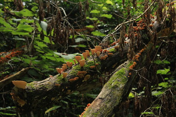 Hongos naranjas
