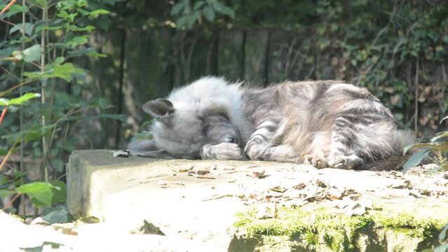 Brown hyena walks on green grass. Relaxing stock video footage. 