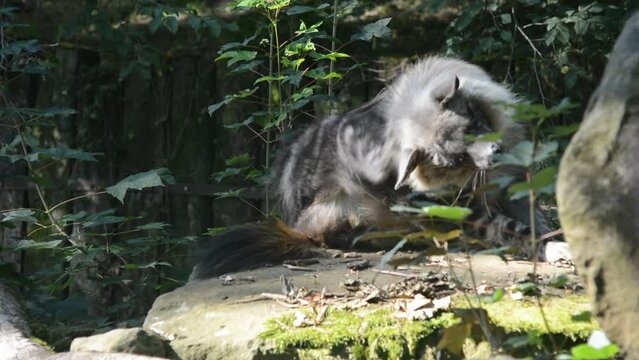 Brown hyena walks on green grass. Stock video footage.
