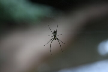 Spider Joro on forest