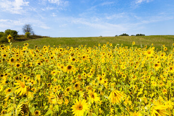 Agricultural field with yellow sunflowers against the sky with clouds