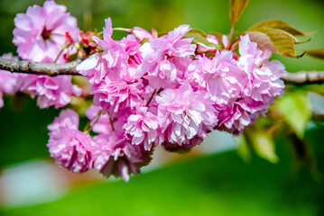Japanese cherry blossoms on a green natural background
