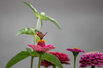 Peacock-eye sunflower butterfly on a blooming aster. Colorful butterfly. A butterfly on a flower. The beauty of nature. Flying insect. Bright colors of summer.