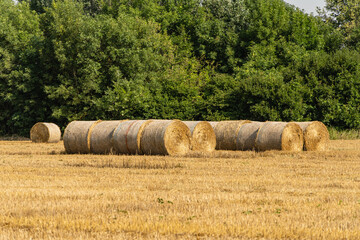 Round bales of straw in endless field after harvesting wheat. Blurred background. Selective focus. Close-up. Straw bales lie in disarray under the sun in field. Nature concept for design.