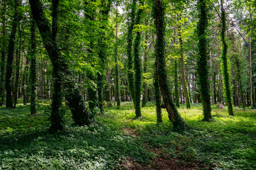 Fototapeta na wymiar Amazing trees in Jastrzębia Góra City Park.