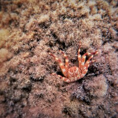 Crab on the rocks